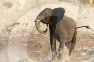 African elephant (Loxodonta africana), Chobe river, Botswana