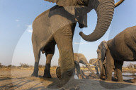 African elephant bulls (Loxodonta africana) at waterhole, Khwai conservancy, Botswana,
