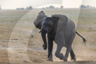 African elephant (Loxodonta africana) running, Chobe river, Botswana