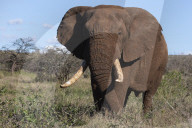 African elephant bull (Loxodonta africana), Zimanga private game reserve, KwaZulu-Natal, South Africa
