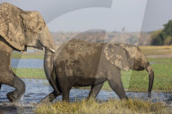 African elephants (Loxodonta africana), Chobe river, Botswana