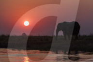 African elephants(Loxodonta africana) at sunset, Chobe river, Botswana