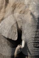 African elephant bull (Loxodonta africana) dusting, Khwai conservancy, Botswana,