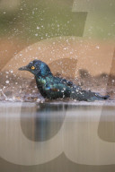 Cape glossy starling (Lamprotornis nitens) bathing, Zimanga private game reserve, South Africa