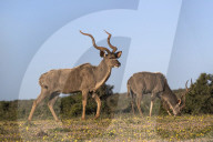 Greater kudu (Tragelaphus strepsiceros) among spring flowers, Addo Elephant national park, Eastern Cape, South Africa