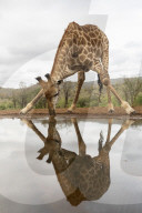 Giraffe (Giraffa camelopardalis) drinking, Zimanga private game reserve, KwaZulu-Natal, South Africa