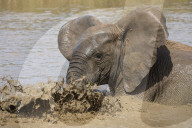 African elephant (Loxodonta africana) bathing, Addo elephant national park, Eastern Cape, South Africa