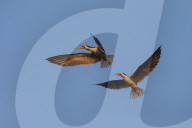 African skimmers (Rynchops flavirostris) courtship display, Chobe river, Botswana,