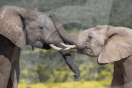 African elephants (Loxodonta africana), Addo elephant national park, Eastern Cape, South Africa
