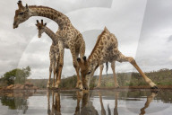 Giraffe (Giraffa camelopardalis) drinking, Zimanga private game reserve, KwaZulu-Natal, South Africa