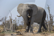 African elephant bull (Loxodonta africana), Khwai conservancy, Botswana
