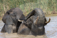 African elephants (Loxodonta africana) bathing, Addo elephant national park, Eastern Cape, South Africa
