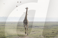 Giraffe (Giraffa camelopardalis) running, Chobe national park, Botswana