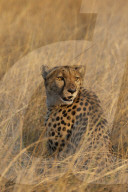 Cheetah (Acinonyx jubatus), Khwai conservancy, Okavango, Botswana