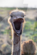 Ostrich (Struthio camelus) male, Zimanga private game reserve, KwaZulu-Natal, South Africa