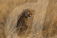 Cheetah (Acinonyx jubatus), Khwai conservancy, Okavango, Botswana