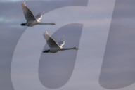 Whooper swans (Cygnus cygnus) in flight, Caerlaverock WWT reserve, Dumfries & Galloway, Scotland