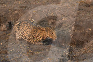 Leopard (Panthera pardus) female at water, Chobe national park, Botswana