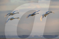 Whooper swans (Cygnus cygnus) in flight, Caerlaverock WWT reserve, Dumfries & Galloway, Scotland