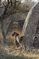 Pregnant leopard (Panthera pardus), Khwai conservancy, Botswana, August 2018