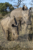 White rhinos (Ceratotherium simum), iMfolozi game reserve, KwaZulu-Natal, South Africa,
