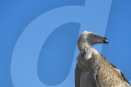 Cape vulture (Gyps coprotheres), Zimanga private game reserve, KwaZulu-Natal, South Africa