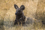 African wild dog (Lycaon pictus), Khwai conservancy, Okavango delta, Botswana,