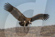 Whitebacked vulture (Gyps africanus), Zimanga private game reserve, KwaZulu-Natal, South Africa