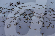 Barnacle geese (Branta leucopsis) in flight, Caerlaverock WWT reserve, Dumfries & Galloway, Scotland