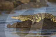 Nile crocodile (Crocodylus niloticus), Chobe river, Botswana,
