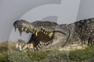 Nile crocodile (Crocodylus niloticus), Chobe river, Botswana,