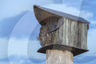 Spotted eagle owl (Bubo africanus) at nest box, Paternoster, Western Cape, South Africa,