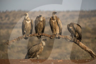 Whitebacked vultures (Gyps africanus), Zimanga private game reserve, KwaZulu-Natal, South Africa,