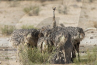 Ostrich (Struthio camelus) chicks, Kgalagadi transfrontier park, Northern Cape, South Africa,