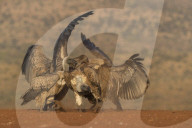 Whitebacked vulture (Gyps africanus) fighting over food, Zimanga private game reserve, KwaZulu-Natal, South Africa,