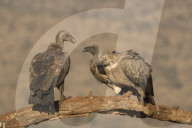 Whitebacked vultures (Gyps africanus), Zimanga private game reserve, KwaZulu-Natal, South Africa,