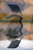 Greenbacked (striated) heron (Butorides striatus), Zimanga private game reserve, KwaZulu-Natal, South Africa,