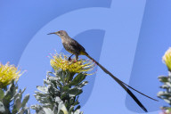 Cape sugarbird (Promerops cafer), Kirstenbosch National Botanical Garden, Cape Town, South Africa,