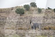 Eland (Taurotragus oryx), Kgalagadi transfrontier park, South Africa,