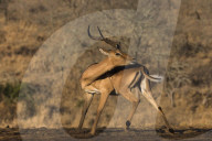 Impala (Aepyceros melampus), Zimanga game reserve, KwaZulu-Natal, South Africa,