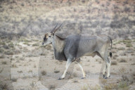 Eland (Taurotragus oryx), Kgalagadi transfrontier park, South Africa,