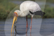 Yellow-billed stork (Mycteria ibis) with fish, Chobe national park, Botswana