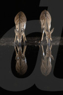 Nyala (Tragelaphus angasii) at water at night, Zimanga private game reserve, KwaZulu-Natal, South Africa