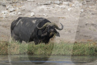 Cape buffalo (Syncerus caffer), Chobe national park, Botswana,