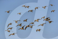 Burchell's sandgrouse (Pterocles burchelli) in flight, Kgalagadi transfrontier park, South Africa,