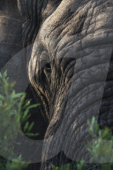 Elephant (Loxodonta africana), Zimanga private game reserve, KwaZulu-Natal, South Africa,