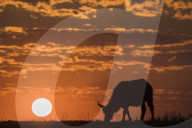 Cape buffalo (Syncerus caffer) at sunset, Chobe national park, Botswana,