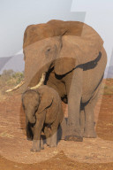 African elephant (Loxodonta africana) and calf, Zimanga game reserve, KwaZulu-Natal, South Africa