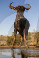 Common wildebeest (Connochaetes taurinus) at water, Zimanga game reserve, KwaZulu-Natal, South Africa,
