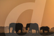 African elephants (Loxodonta africana) at sunset, Chobe national park, Botswana,